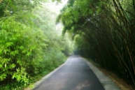 Wunderschöne Weg führen durch den Park. Der Bambus spendet Schatten.