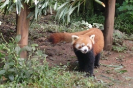 Neben den Gigant Pandas gibt es auch noch den Roten Panda zu bestaunen.