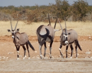 Sind sie nicht schön die Oryxantilopen.