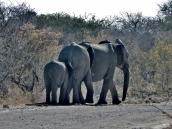 Familie Elefant.
