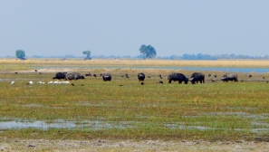 Wasserbüffel am Chobe Fluss.