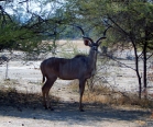 Herr Kudu.