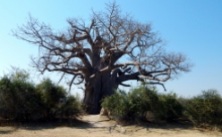 Ein Baobab -Affenbrotbäum. Ein Nationaldenkmal in Namibia.