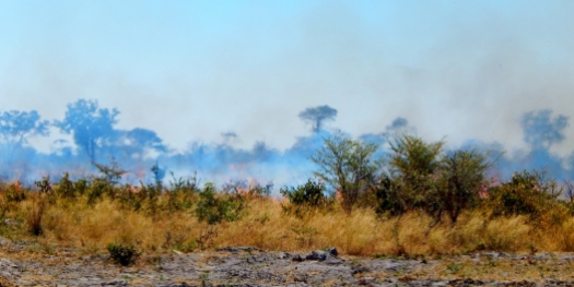 Buschbrände sieht man sehr häufig. Sind aber ungefährlich, da nur das trockene Gras brennt. Der Brand ist meistens schnell vorbei.