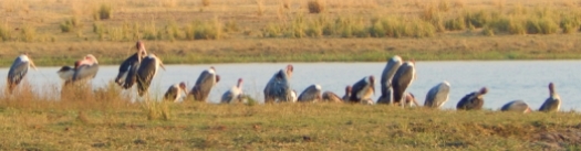 Eine große Gruppe Geier am Chobe.
