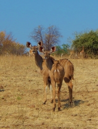 Zwei Kudu Damen.