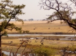 Zebraherde am Chobe