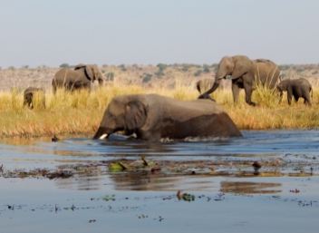 Elefanten baden im Chobe.