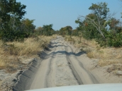 Jetzt geht ein Stück durch den Chobe NP. Die Straßen in Botswana sind keine Pads mehr, sondern Sandpisten. Häufig auch sehr tiefer Sand. Das muss dann unser 4x4 tüchtig arbeiten.