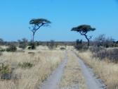 Weiter geht es in die Zentral Kalahari.