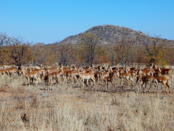 Herde Impalas