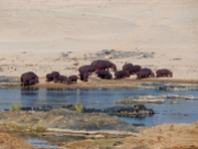 Flusspferde im Krüger Park