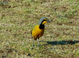 Tolle Zeichnung, die Vögel in Swaziland sind auch sehr imposant.