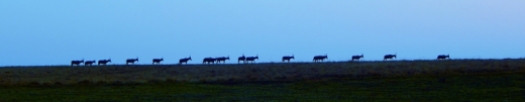 Eine Herde Blessböcke auf dem Weg zum Schlafplatz