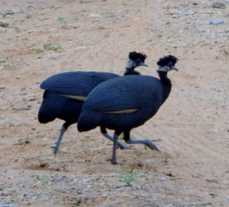 Perlhühner in Swaziland