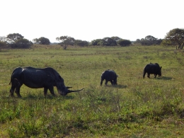Imposante Länge des Nashorns