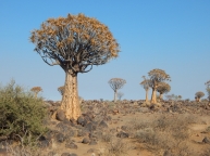 Der Köcherbaumwald ist ein nationales Denkmal von Namibia.