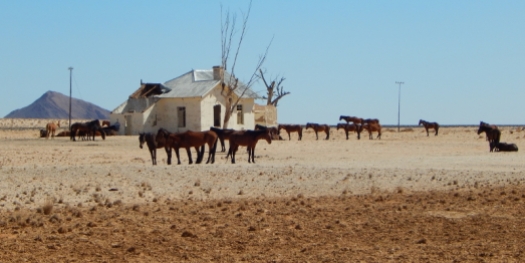 Der Weg führt nach Lüderitz. Vorbei an Wildpferden.