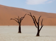 Die Bäume hatten sich perfekt der Wüste angepasst. Jetzt haben sie den Kampf verloren.