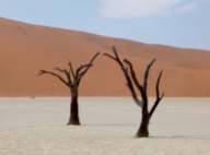Die Bäume hatten sich perfekt der Wüste angepasst. Jetzt haben sie den Kampf verloren.
